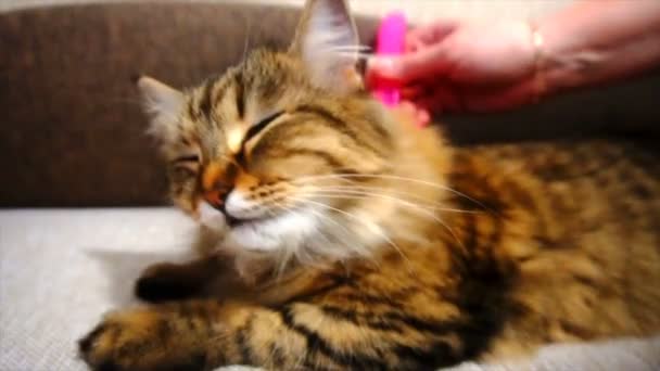 女性は櫛居眠り猫毛皮です。灰色の猫は毛布 — ストック動画