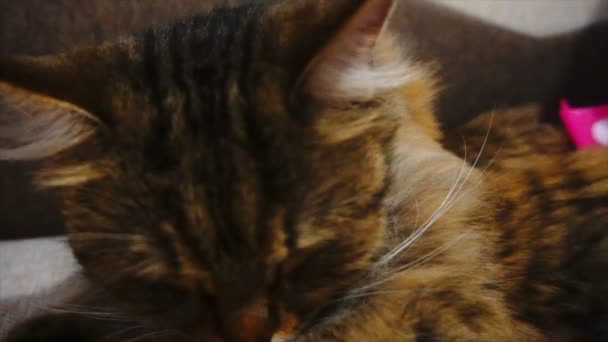 The Woman Combs A Dozing Cats Fur. Chat gris repose sur la couverture 
