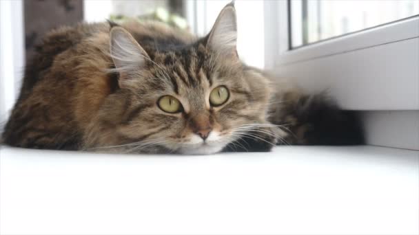 Schöne graue Katze liegt auf einem weißen Fensterbrett — Stockvideo