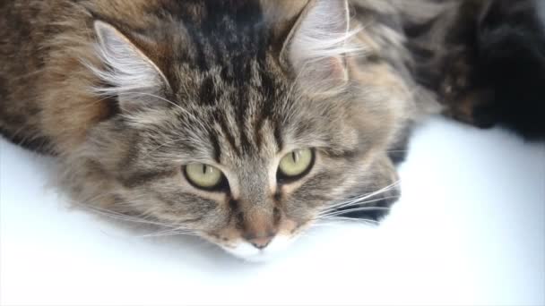 아름 다운 회색 고양이 흰색 창턱에 누워 — 비디오