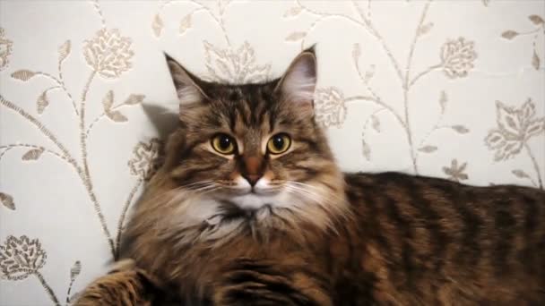 Ritratto di un bel gatto grigio — Video Stock