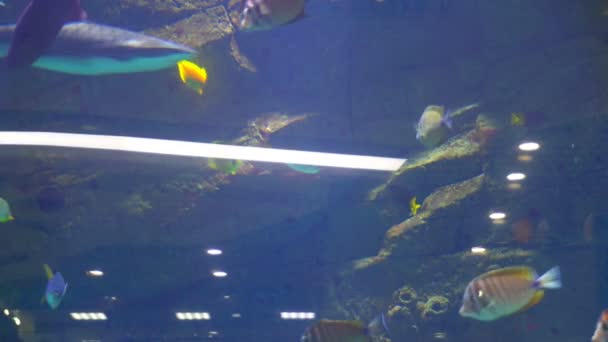 Aquarium, Fischbecken, Korallenriff, Tiere, Natur — Stockvideo