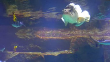 Akvaryum, Balık Tank, mercan resif, hayvan, doğa