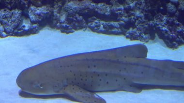 Akvaryum, Balık Tank, mercan resif, hayvan, doğa