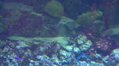 Akvaryum, Balık Tank, mercan resif, hayvan, doğa