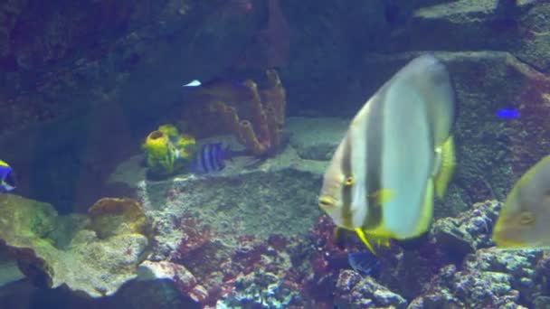 Aquarium, Fischbecken, Korallenriff, Tiere, Natur — Stockvideo