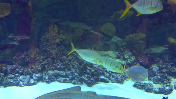 Aquarium, Fischbecken, Korallenriff, Tiere, Natur — Stockvideo