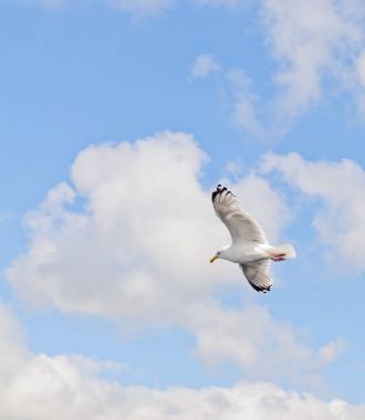 Mavi gökyüzünde bulutlar ile uçan martı