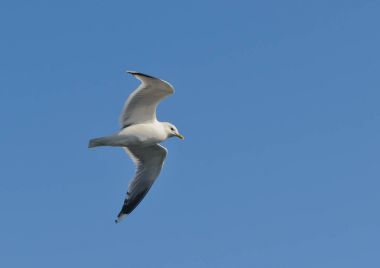 Bir martı uçuş closeup