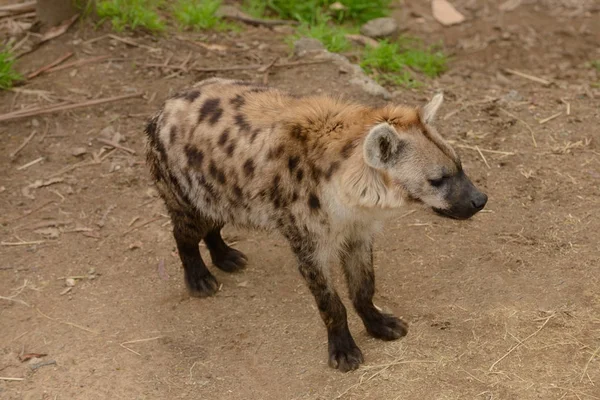 Närbild Fläckig Hyena — Stockfoto