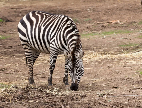 Zebra Burchell Comendo Feno — Fotografia de Stock