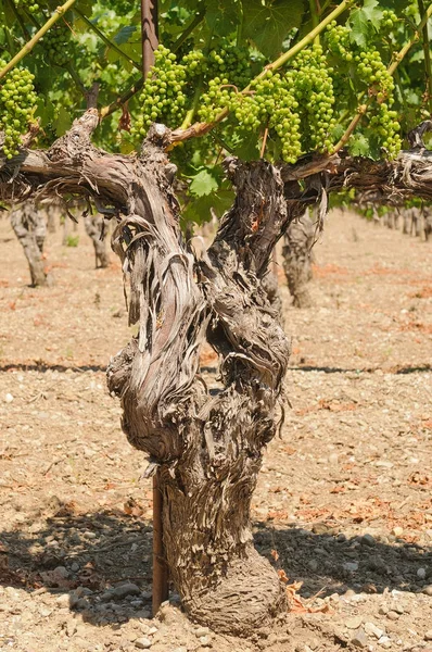 Gamla Vinstockar California Vinyard — Stockfoto