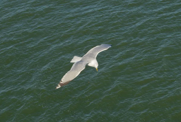 Closeup Seagull Flight — Stock Photo, Image