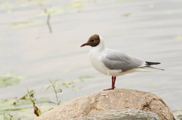 Black Headed Gull Common Europe Infrequently Seen Eastern Coast — Stock Photo, Image
