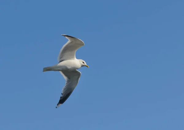 Close Van Een Zeemeeuw Vlucht — Stockfoto