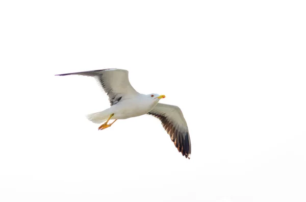 Gabbiano Volo Contro Cielo Bianco — Foto Stock