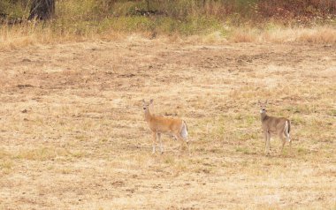 Washington eyaletinde tarım arazileri üzerinde Whitetail Geyik