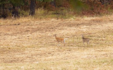 Washington eyaletinde tarım arazileri üzerinde Whitetail Geyik