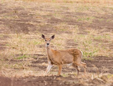 Washington eyaletinde tarım arazileri üzerinde Whitetail Geyik