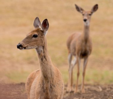 Washington eyaletinde tarım arazileri üzerinde Whitetail Geyik Close-Up