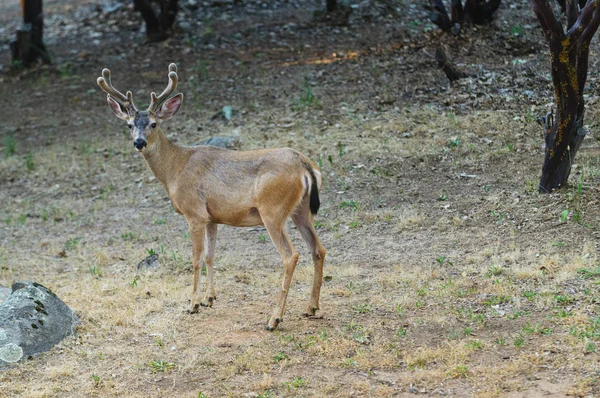 Black Tailed Buck Odocoilus Hemionus Velvet — Stock Photo, Image