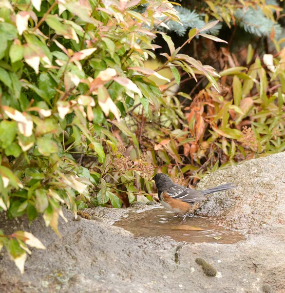 Spotted Towhee Taking Bath — Stock Photo, Image
