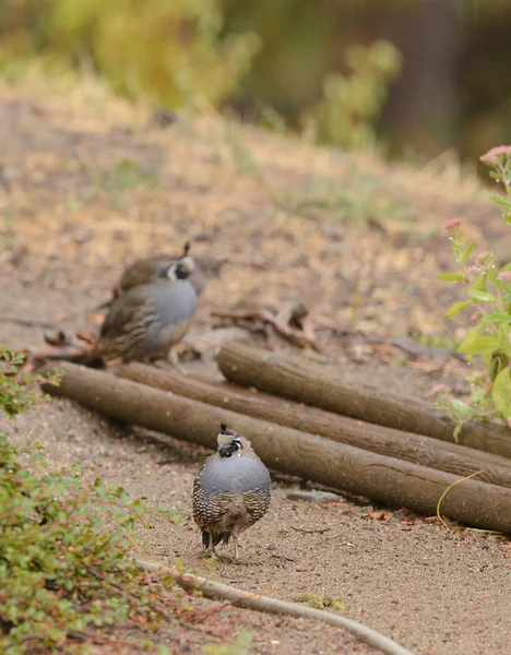 Quail Search Food — Stock Photo, Image