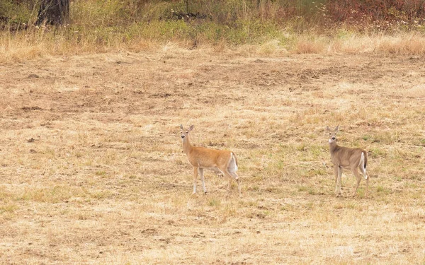 Whitetail Herten Landbouwgrond Staat Washington — Stockfoto