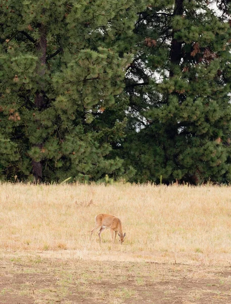 Whitetail Rådjur Jordbruksmark Washington State — Stockfoto