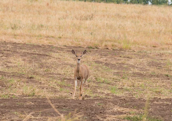 Whitetail Deer Farmland Washington State — Stock Photo, Image