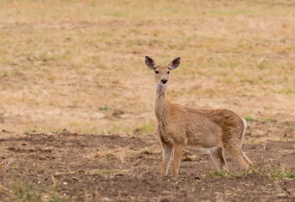 Cervo Whitetail Terreni Agricoli Nello Stato Washington — Foto Stock