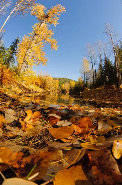 Herbstfarben Rund Den Elchsee Nördlichen Idaho Aufgenommen Mit Einem Weitwinkelobjektiv — Stockfoto