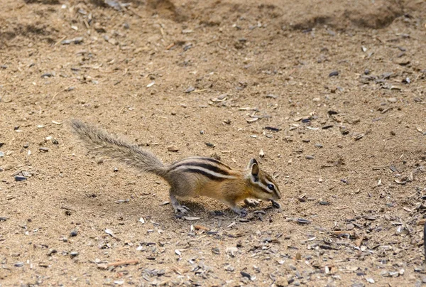 Chipmunk Scavenging Food — Stock Photo, Image