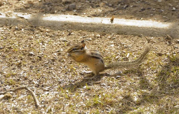 Streifenhörnchen Auf Nahrungssuche — Stockfoto