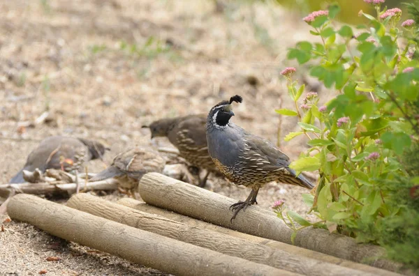 Männliche Kalifornische Wachtel Steht Auf Einem Baumstamm — Stockfoto