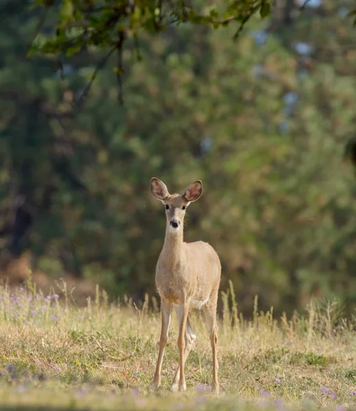 Cervi Della Famiglia Whitetail Odocoilus Virginianus Sulle Formazioni Washington — Foto Stock