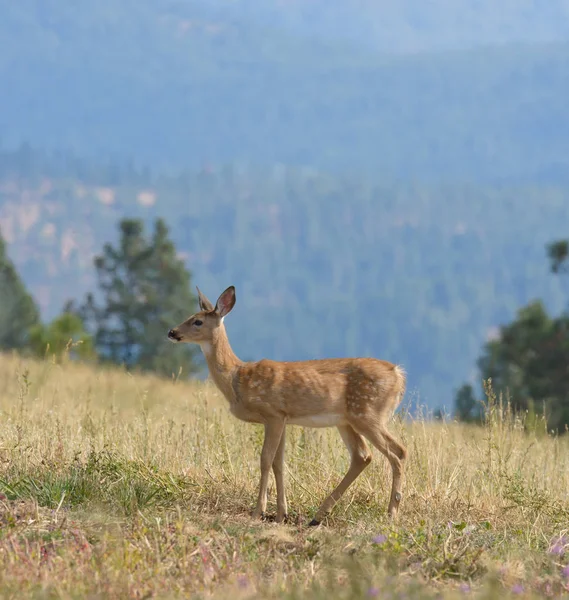 Cervi Della Famiglia Whitetail Odocoilus Virginianus Sulle Formazioni Washington — Foto Stock