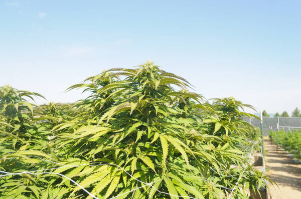 Medical Cannabis crop almost ready for harvesting on a legal grow farm in Washington state