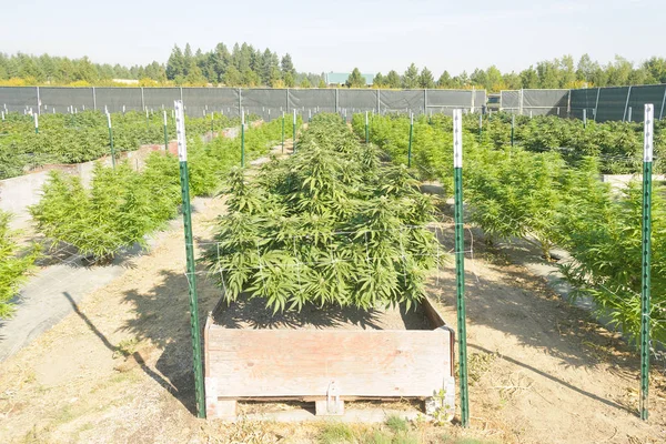 Medical Cannabis Crop Almost Ready Harvesting Legal Grow Farm Washington — Stock Photo, Image