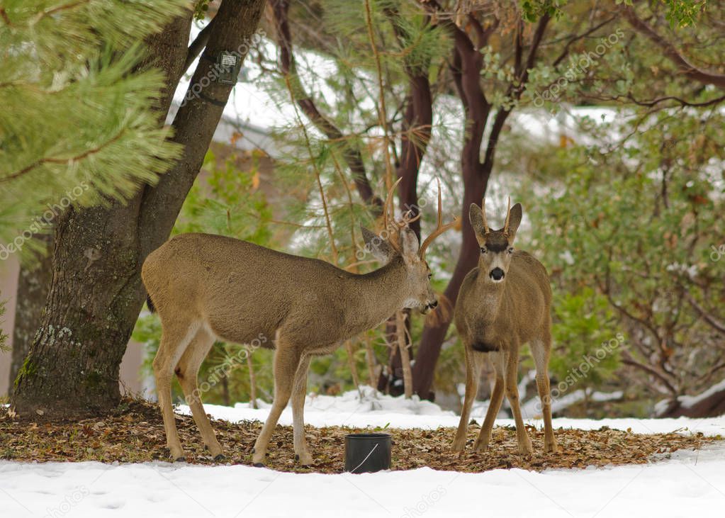 Black-tailed deer in the snow