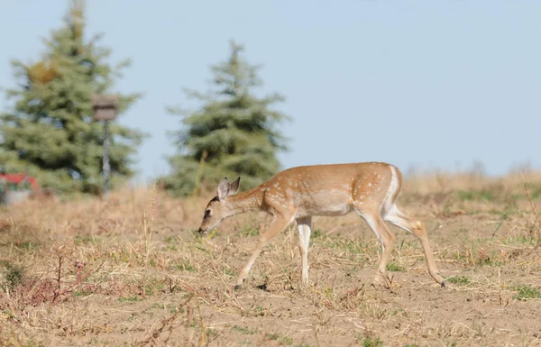 Młody Whitetail Płowy Odocoilus Virginianus Spaceru — Zdjęcie stockowe