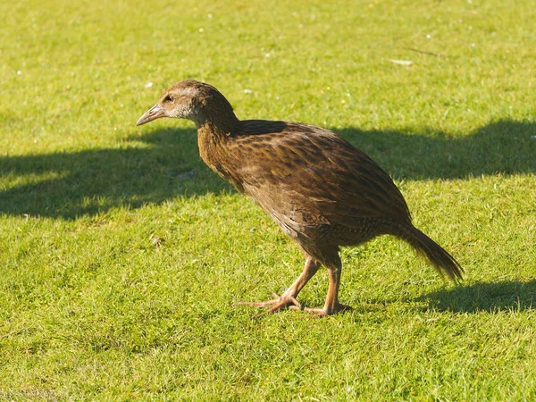 Closeup Ενός Weka Ένα Εγγενές Προς Νέα Ζηλανδία Flightless Πουλί — Φωτογραφία Αρχείου