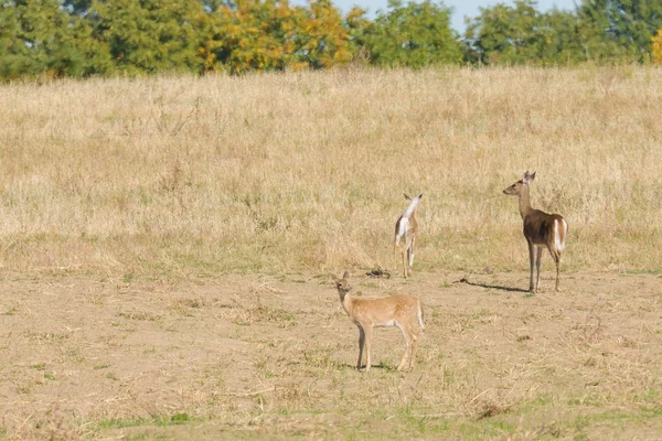 Female Whitetail Deer Odocoilus Virginianus Her Two Fawns — Stock Photo, Image