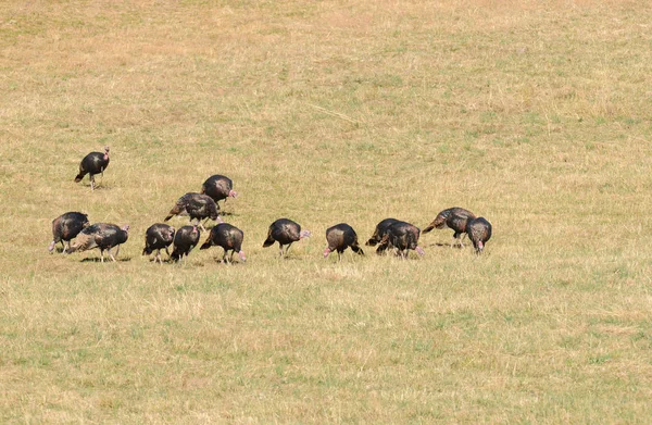 Flock Manliga Turkiets Meleagris Gallopavo Utfodring Ett Fält — Stockfoto