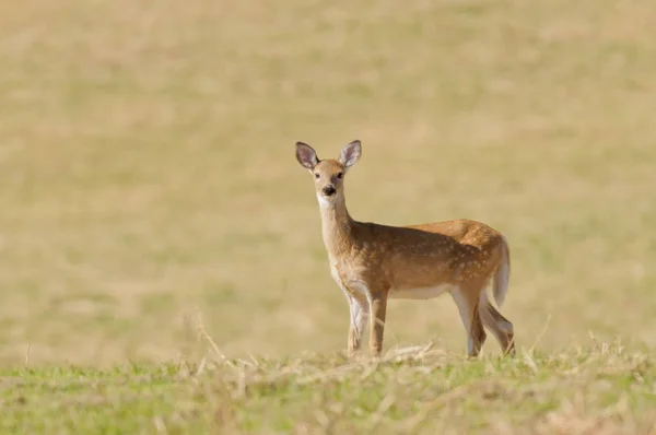 Jovem Whitetail Fawn Odocoilus Virginianus Observando Espectador — Fotografia de Stock