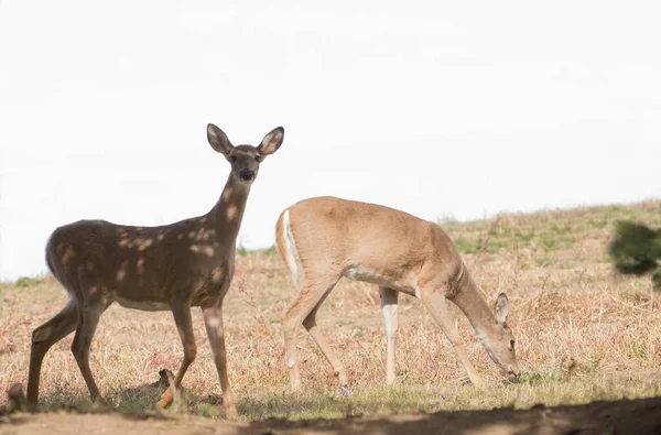 Pair Whitetail Does — Stock Photo, Image