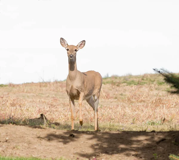 Young Whitetail Doe Odocoilus Virginianus Watching Viewer — Stock Photo, Image