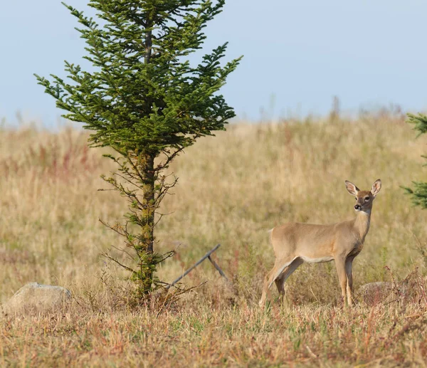 Whitetail Deer Odocoilus Viginianus — Stock Photo, Image