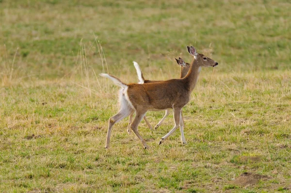 Whitetail Deer Odocoilus Viginianus — Zdjęcie stockowe