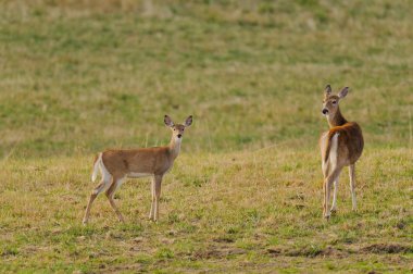 Whitetail Geyik (odocoilus viginianus)